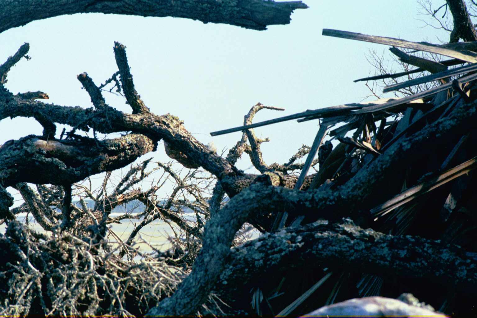 Boneyard — Ossabaw Island